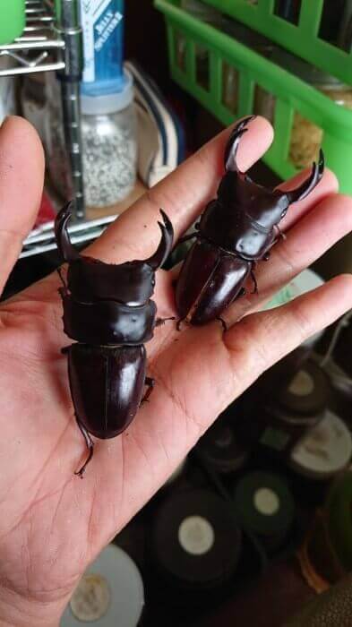 国産オオクワガタ