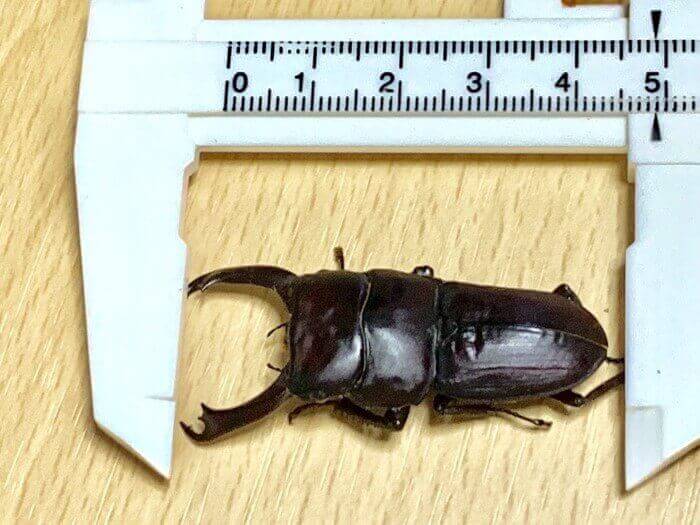 ライヒヒラタクワガタ スマトラ