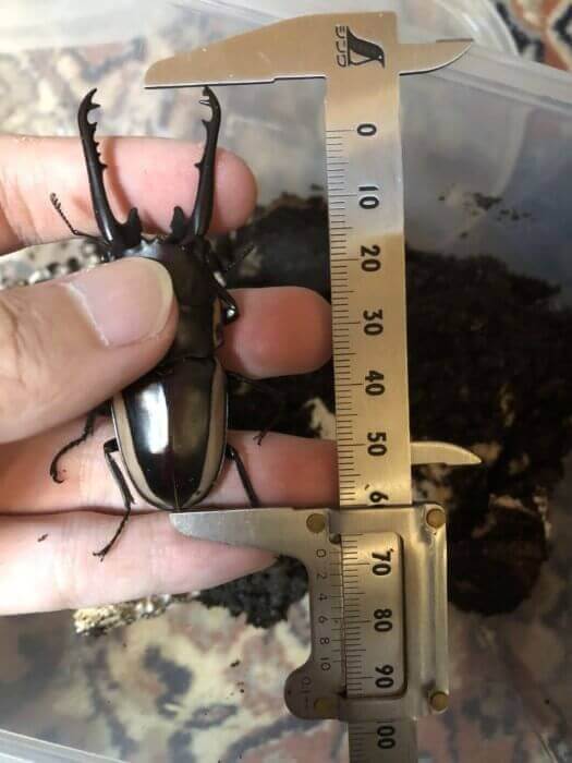 ビソンノコギリクワガタ・cinctus