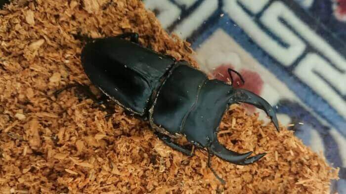 国産オオクワガタ 神崎