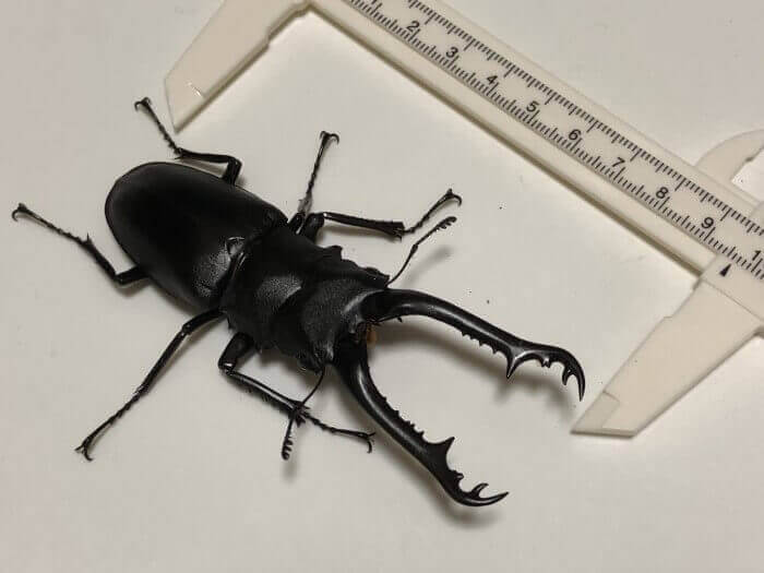 ギラファノコギリクワガタ　フローレス