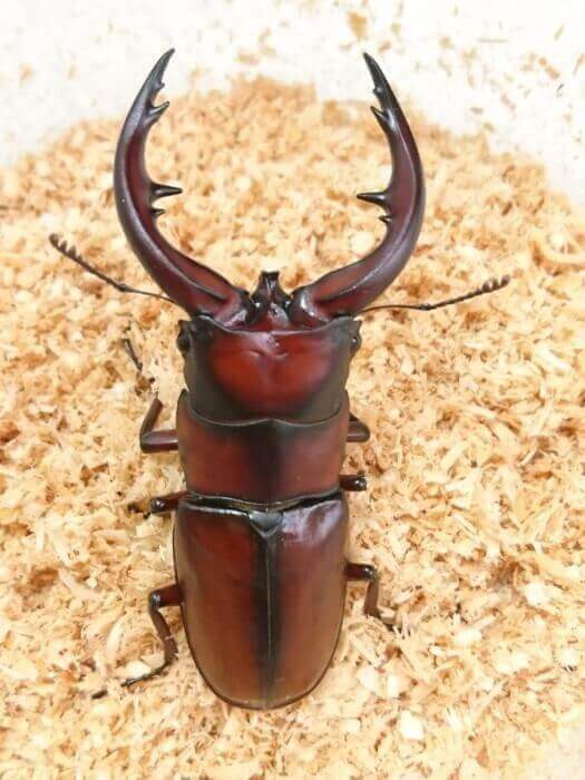 トカラノコギリクワガタ　悪石島