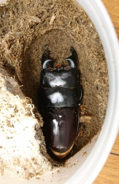 アルキデスオオヒラタクワガタ