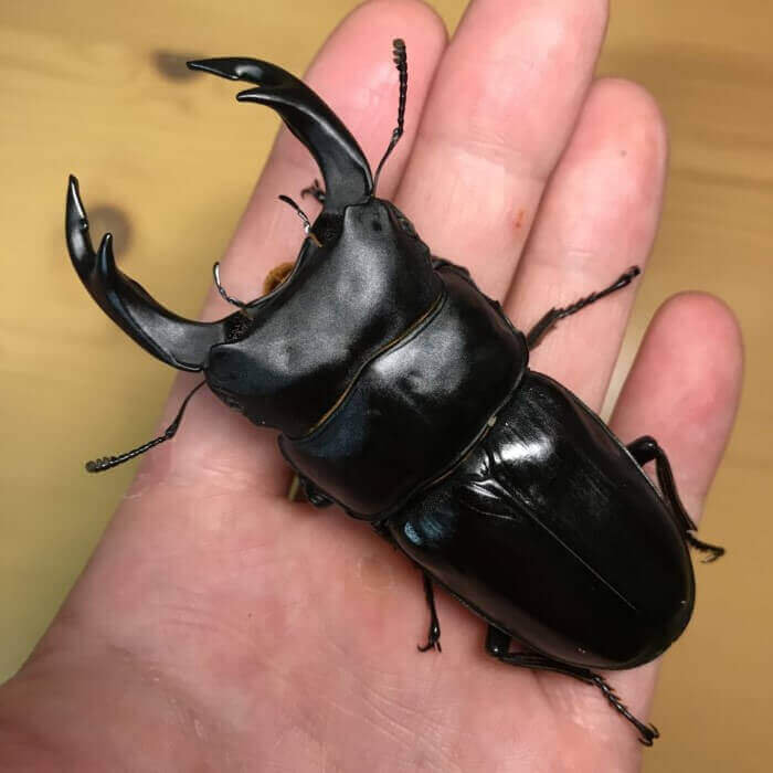 国産オオクワガタ 岡山県津山