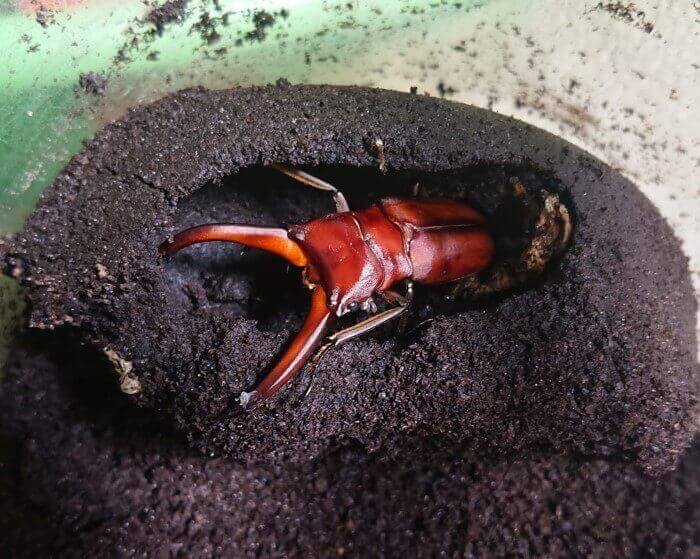 インペラトールホソアカクワガタ