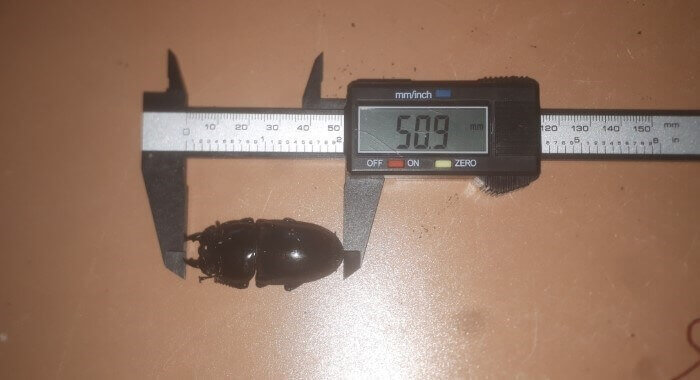 パラワンオオヒラタクワガタ