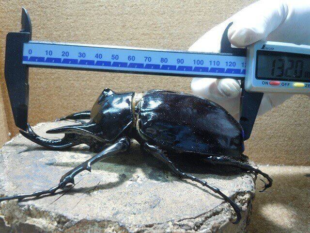 レックスゾウカブト（アクティオン）