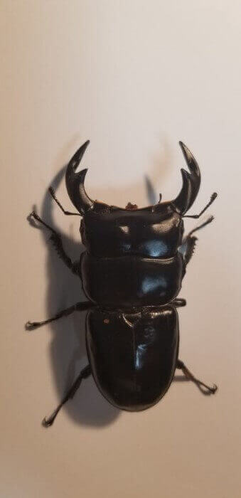 アンタエウスオオクワガタ インド