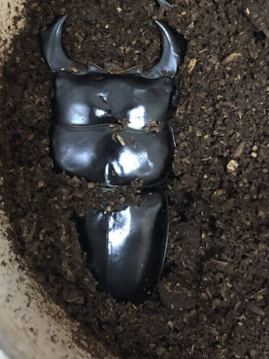 アンタエウスオオクワガタ ネパール