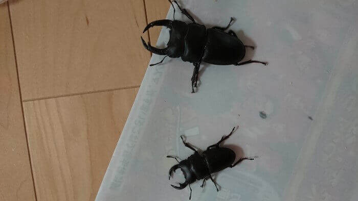 国産オオクワガタ