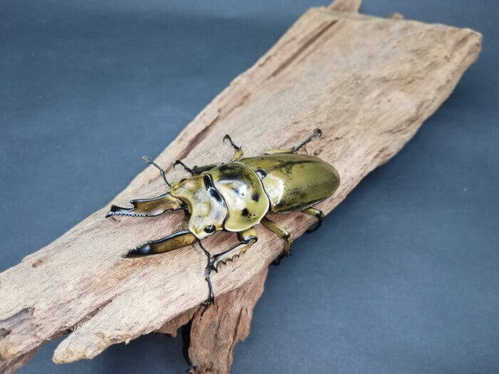 ババオウゴンオニクワガタ