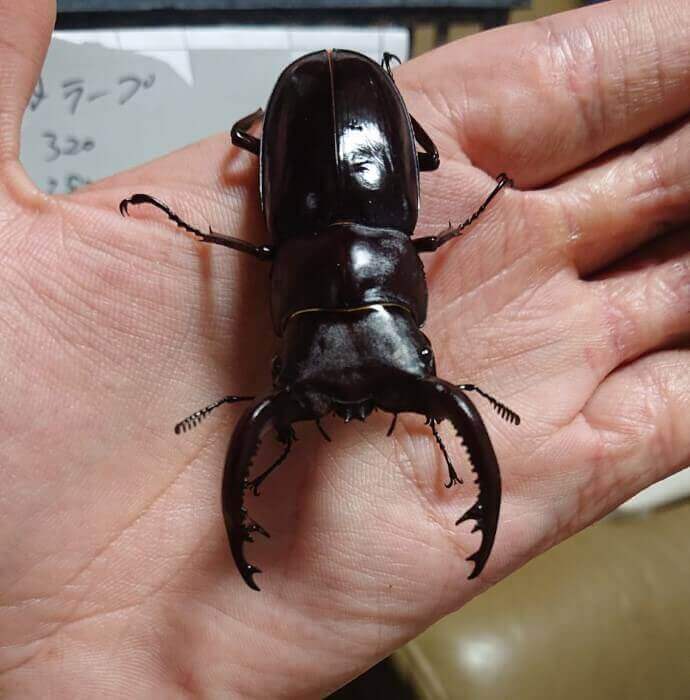 フォルスターフタマタクワガタ・キヨタミ