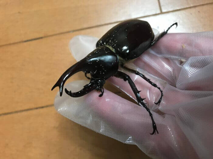 フローレンシスニセヒメカブト