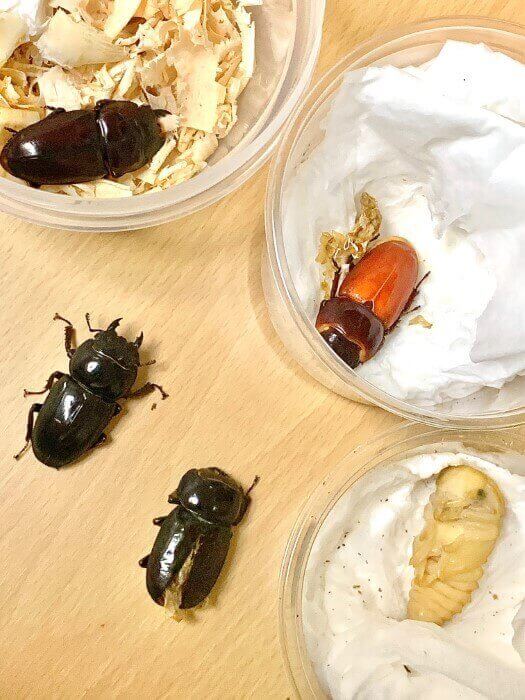 カリマンタンヒラタクワガタ