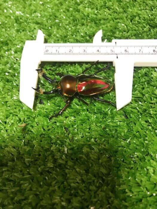 ニジイロクワガタ　ノーマル