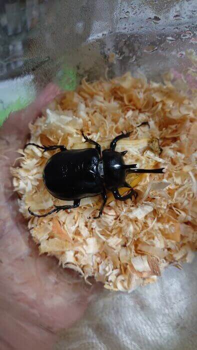 パチェコヒメゾウカブト