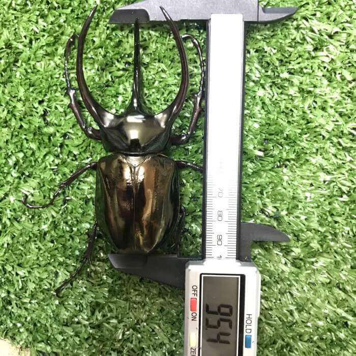 アトラスオオカブト　ミンダナオ