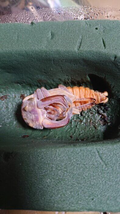 セアカフタマタクワガタ