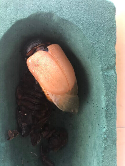 国産カブトムシ