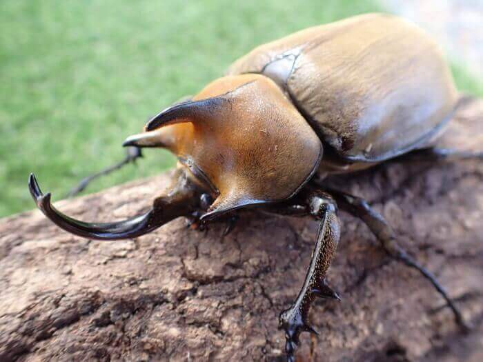 ギアスポリオンゾウカブト