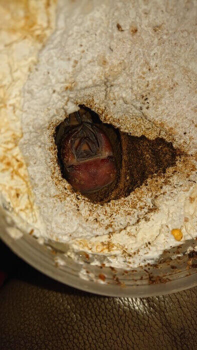 ホペイオオクワガタ 張飛血統