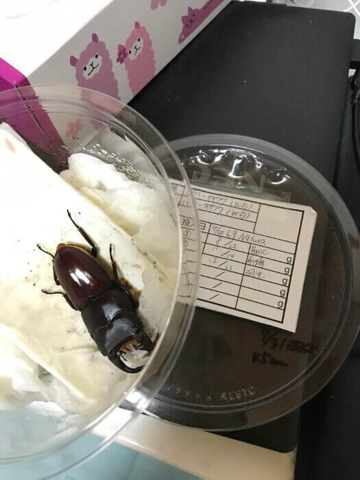 パリ―オオクワガタ