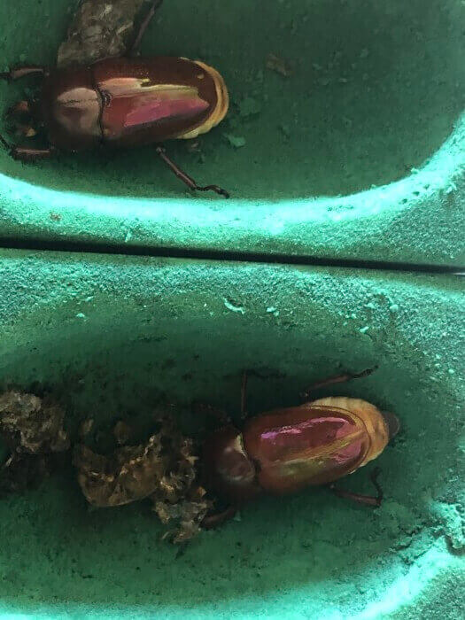 ニジイロクワガタ