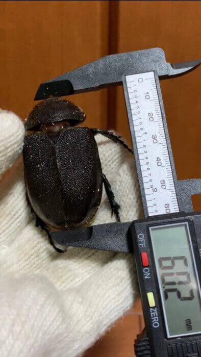 ヘラクレス・ヘラクレス