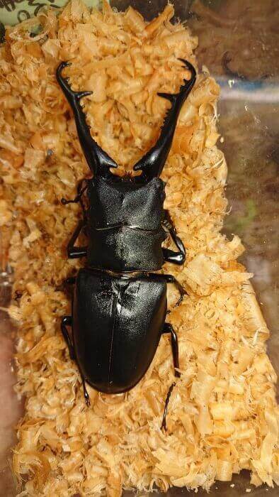 ギラファノコギリクワガタ　フローレス