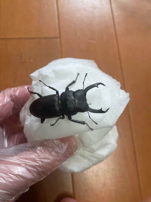 国産コクワガタ