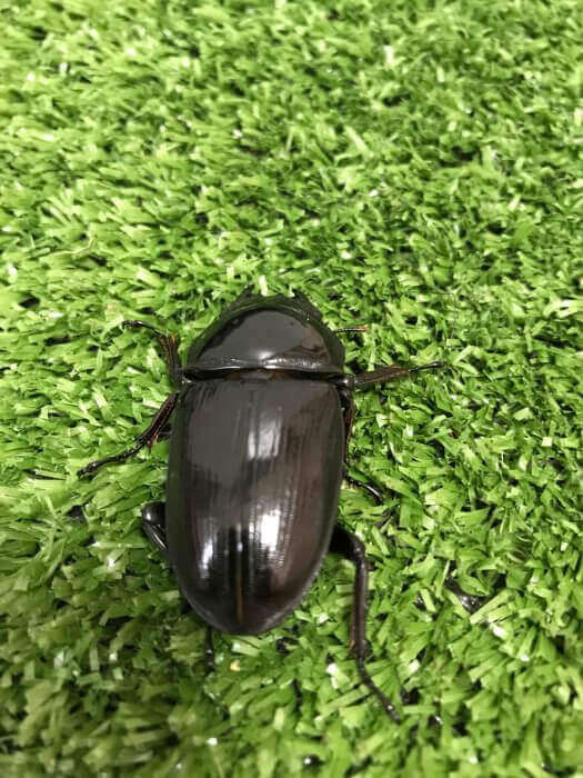 国産オオクワガタ　能勢YG