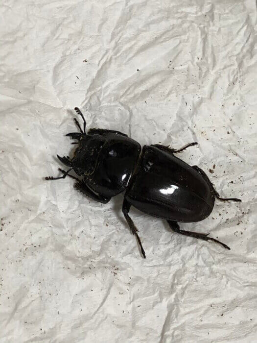 サキシマヒラタクワガタ