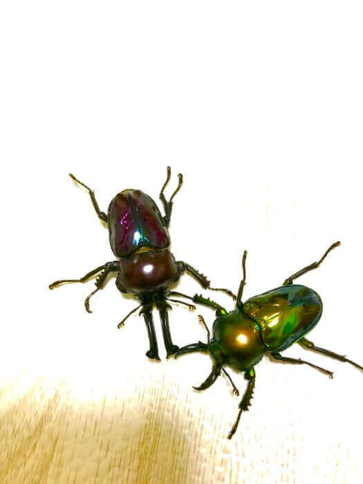 ニジイロクワガタ　青系紫紺＆ラピス
