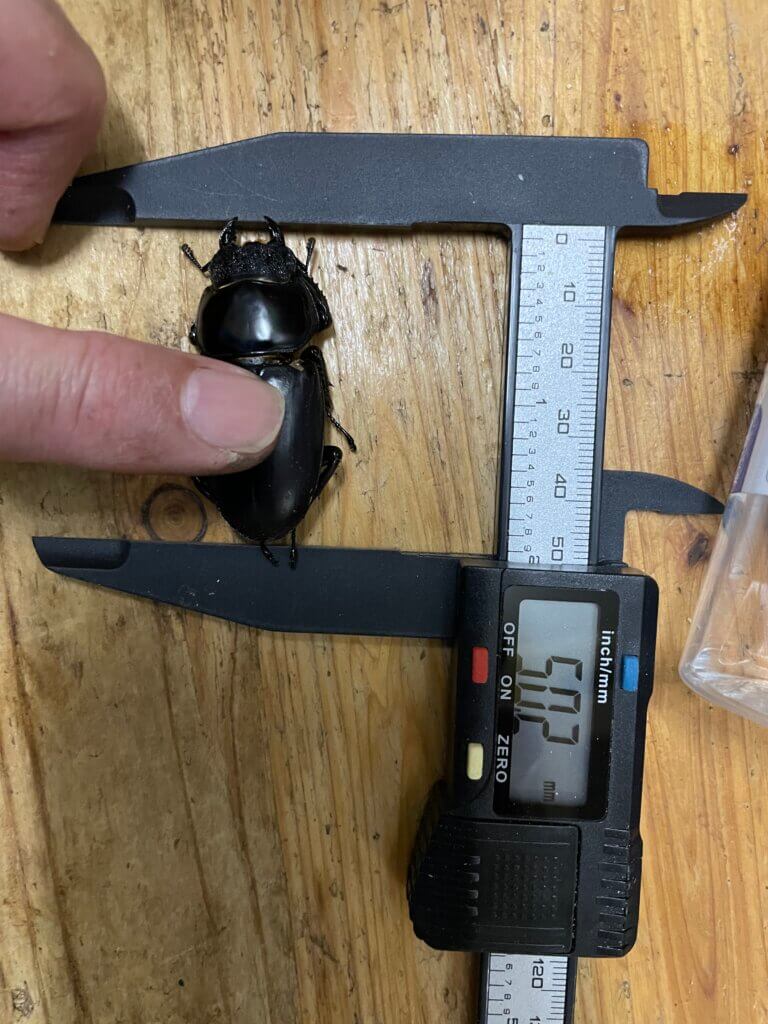 アンタエウスオオクワガタ　インド　アルナーチャルプラディーシュ州　ローワースバンシリ