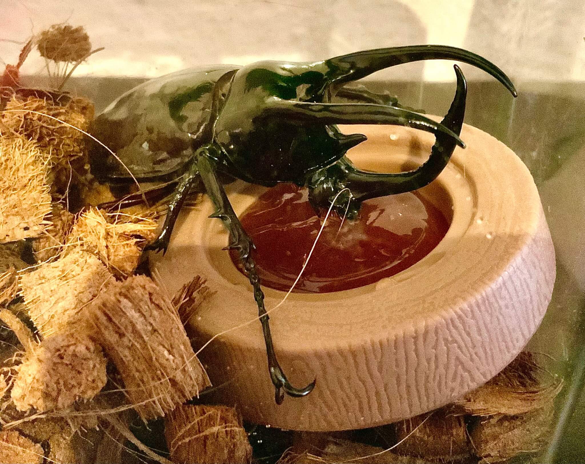 アトラスオオカブト