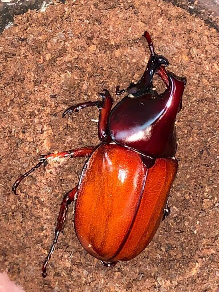 フローレンシスニセヒメカブト