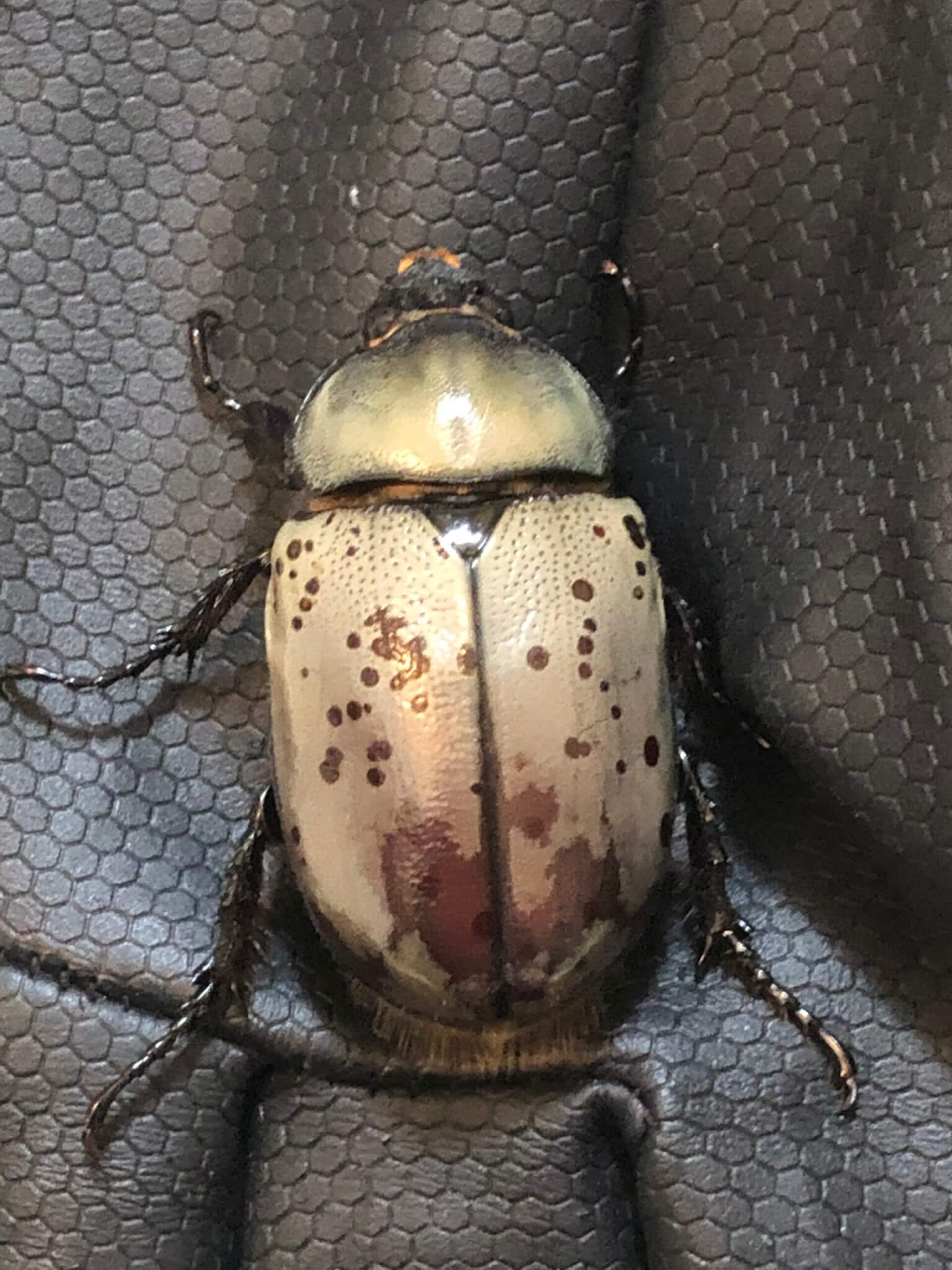 グラントシロカブト