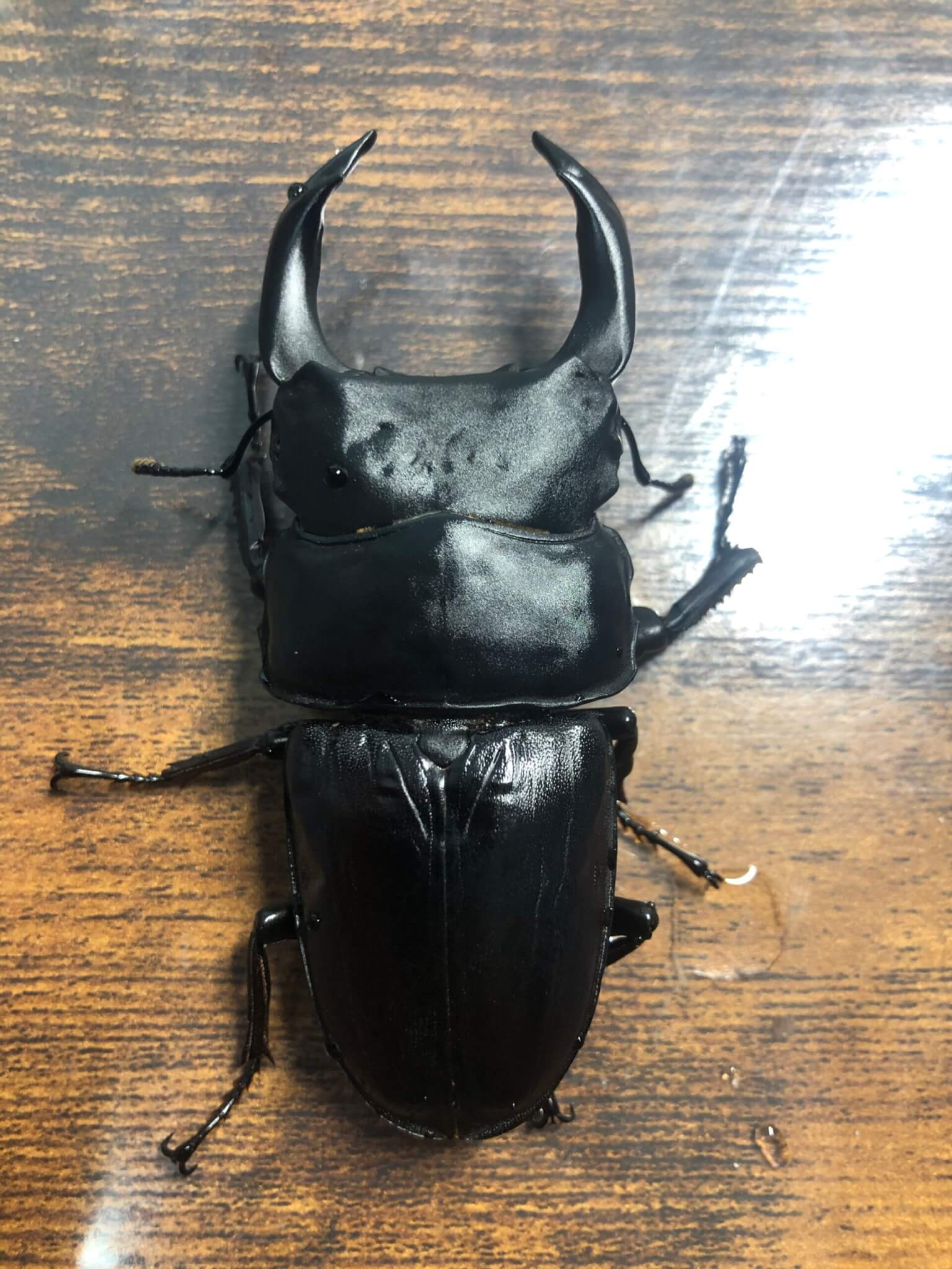 国産オオクワガタ　能勢YG