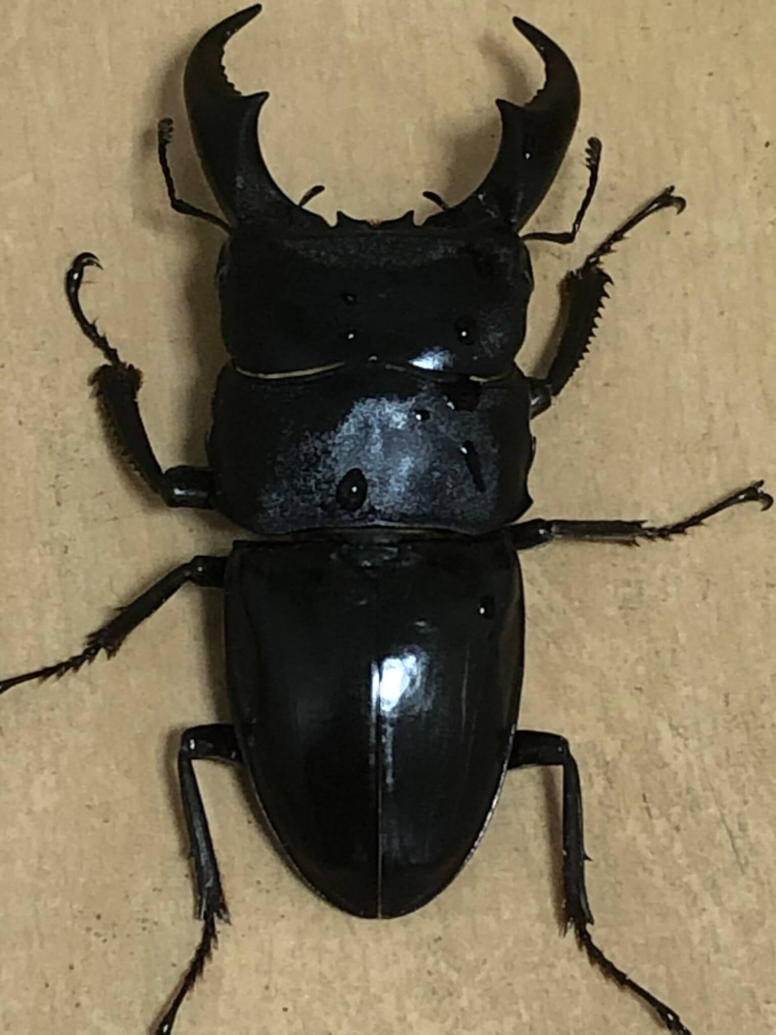 サキシマヒラタクワガタ