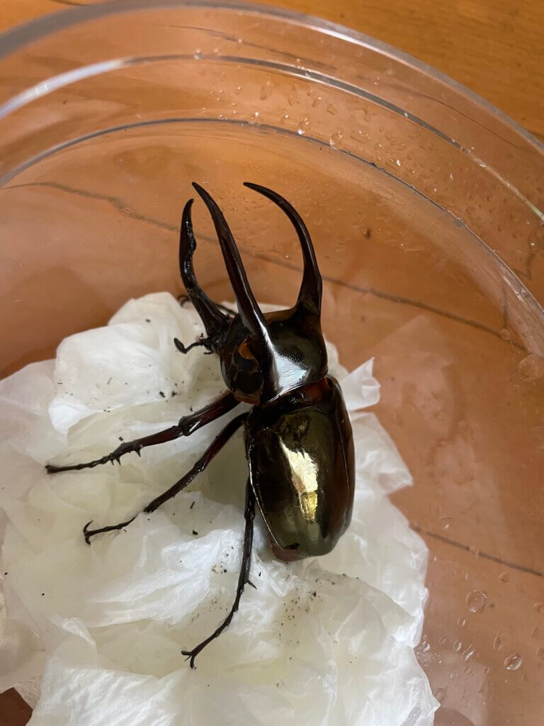 スマトラオオヒラタクワガタ