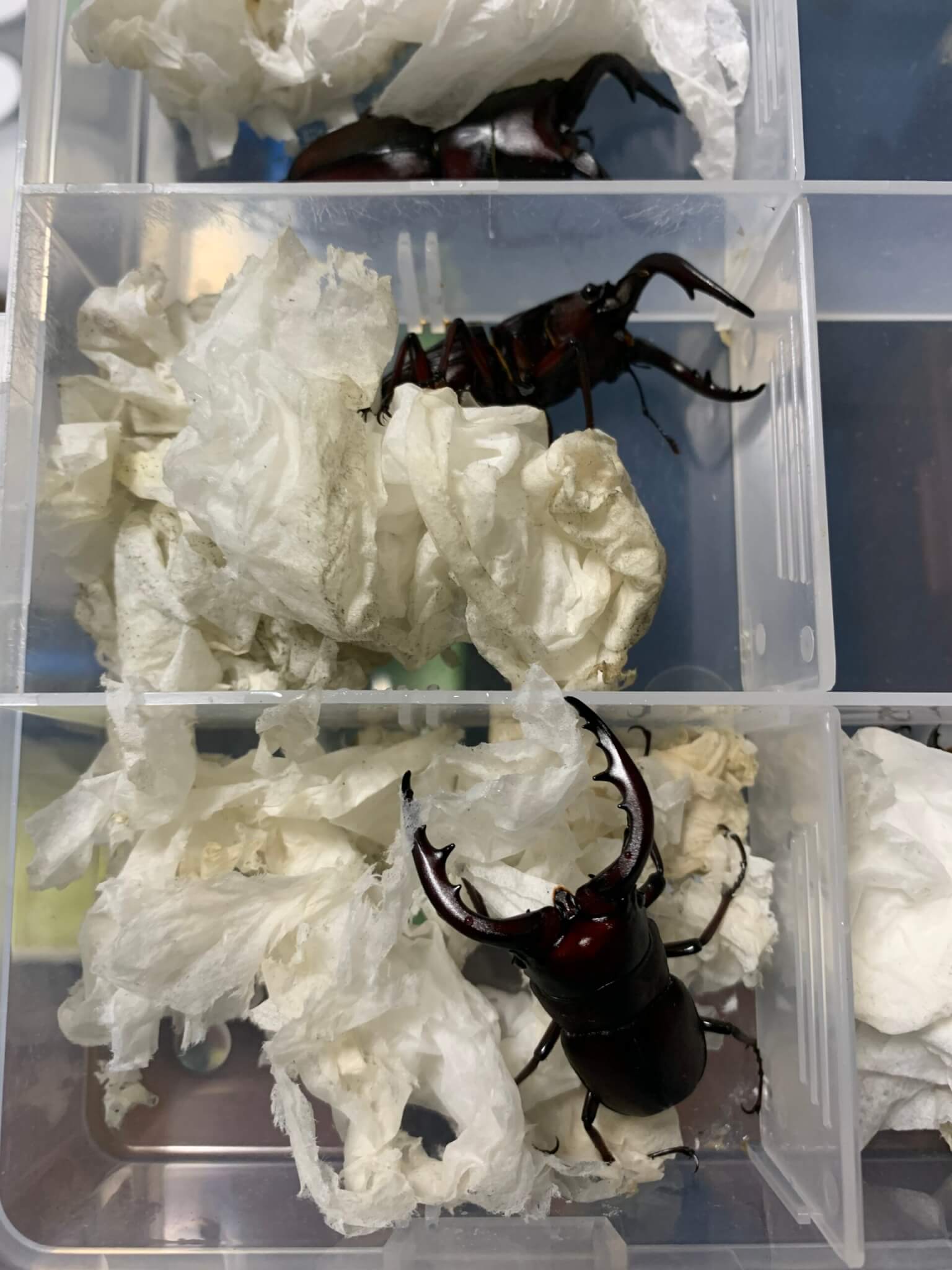 国産ノコギリクワガタ 伊豆大島