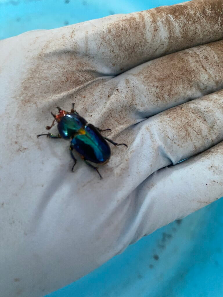 ラトレイユキンイロクワガタ