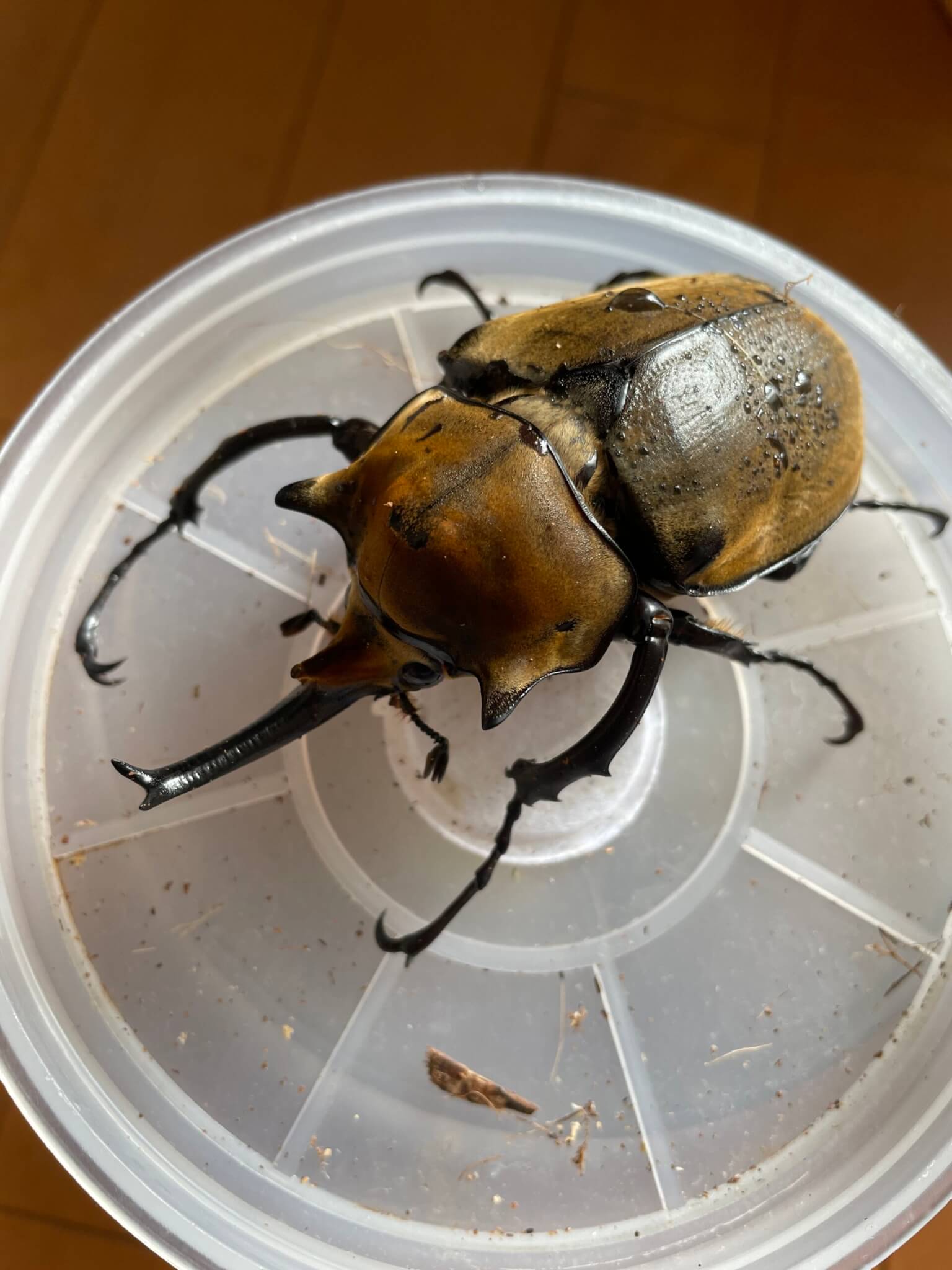 エレファスゾウカブト