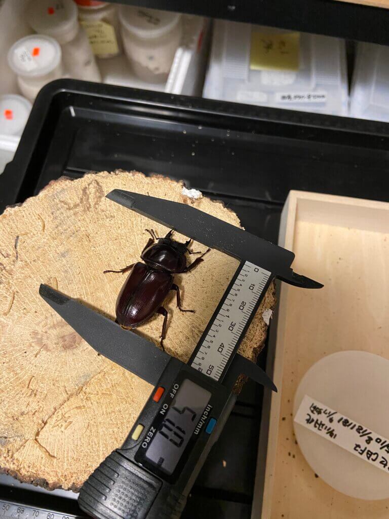 国産オオクワガタ　能勢