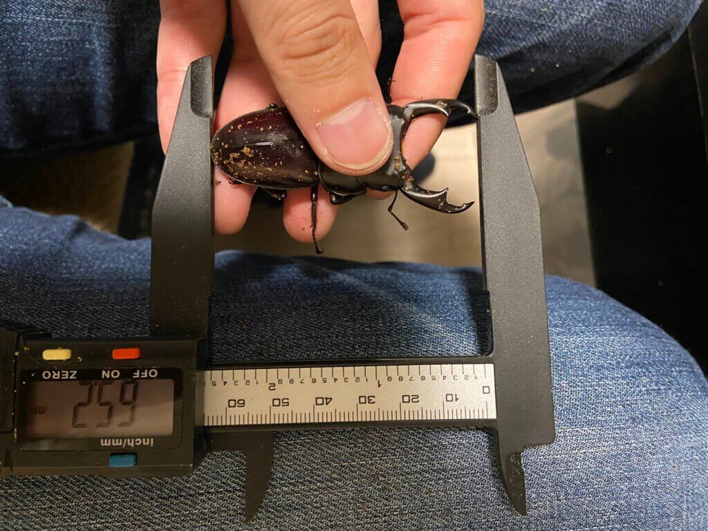 パリ―オオクワガタ