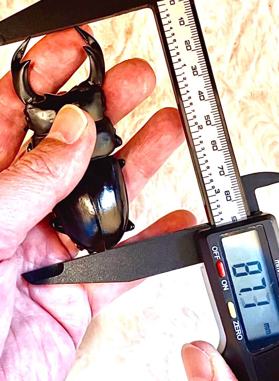 アンタエウスオオクワガタ ネパールコタン