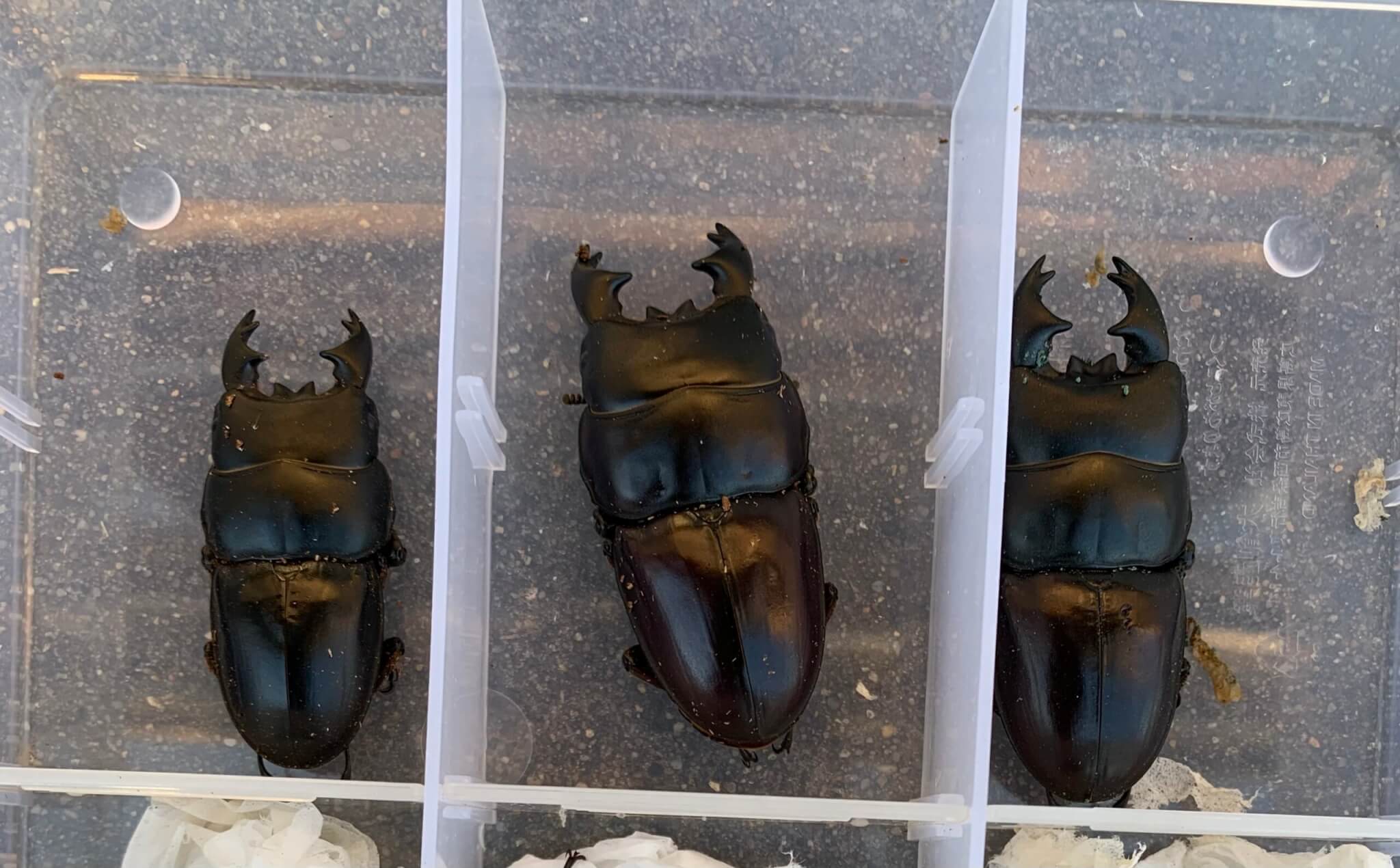 アルキデスオオヒラタクワガタ