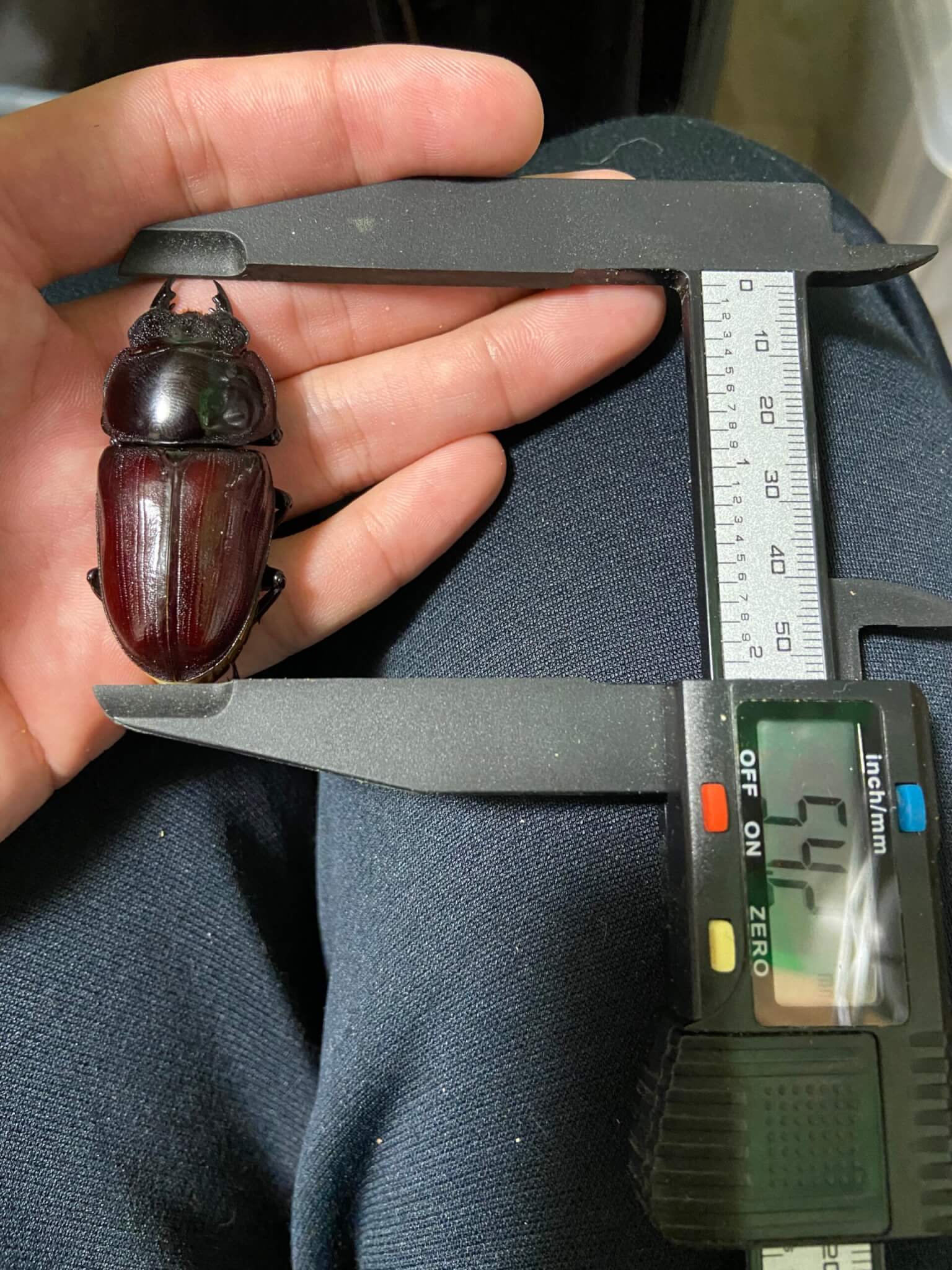 国産オオクワガタ 能勢