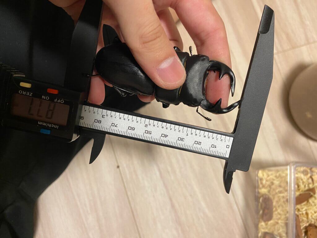 グランディスオオクワガタ