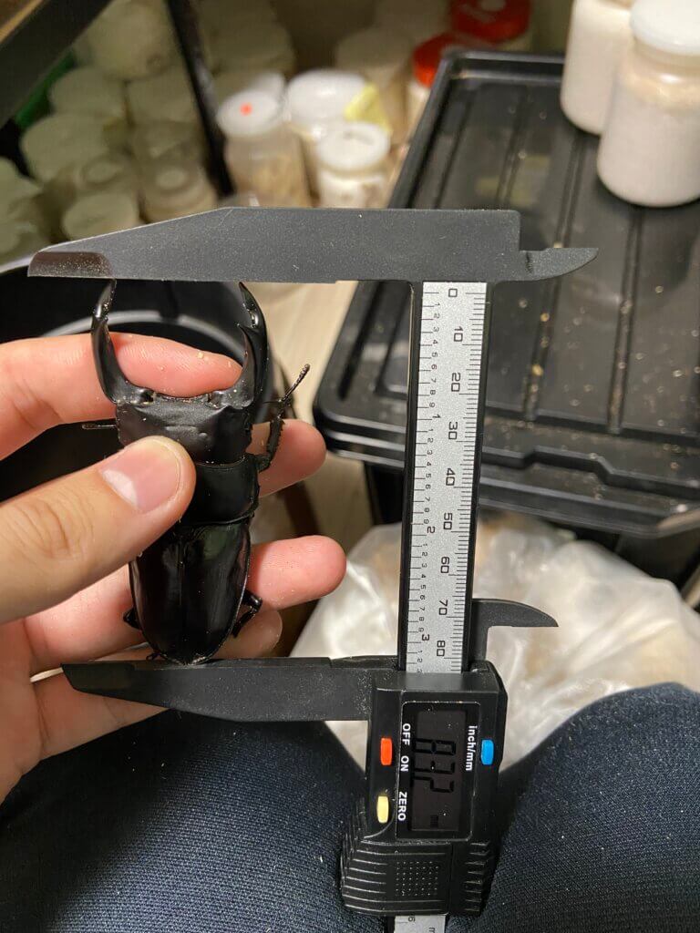 国産オオクワガタ　能勢SR